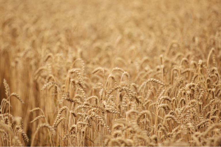 grani antichi siciliani