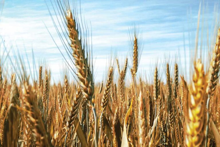 grani antichi siciliani